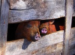 Multe ferme de porci din România riscă închiderea, după scăderea prețurilor sub costurile de producție - APCPR