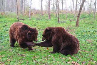 Liber la împușcarea a peste 900 de urși în pofida lui Nicușor Dan. CCR a respins sesizarea