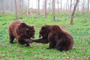 NIcușor Dan spune NU la împușcarea a peste 900 de urși și cere reexaminarea. CCR i-a respins anterior sesizarea