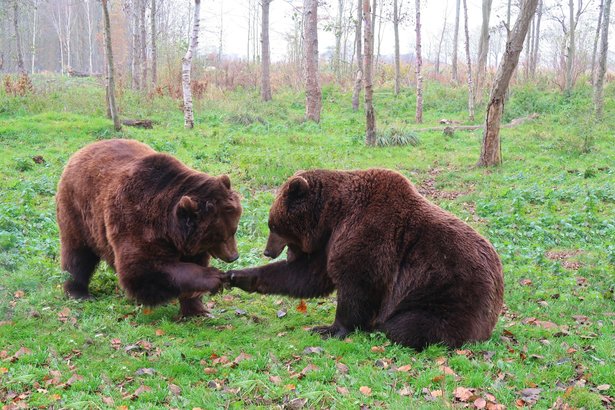 NIcușor Dan spune NU la împușcarea a peste 900 de urși și cere reexaminarea. CCR i-a respins anterior sesizarea