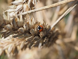 Oportunități 26 ianuarie - Universitatea Craiova organizează licitație pentru cumpărarea de pesticide 