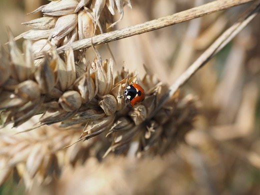 Oportunități 26 ianuarie - Universitatea Craiova organizează licitație pentru cumpărarea de pesticide 