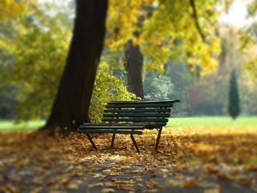 Oportunități 3 februarie - Administrația Domeniului Public Alexandria solicită oferte pentru amenajarea parcului Pădurea Vedea