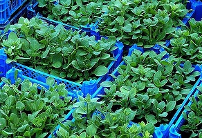 Oportunități 10 februarie - Primăria Târgu-Mureș solicită oferte pentru furnizarea de material dendrofloricol