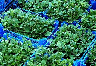 Oportunități 10 februarie - Primăria Târgu-Mureș solicită oferte pentru furnizarea de material dendrofloricol