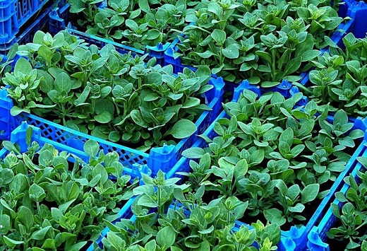 Oportunități 10 februarie - Primăria Târgu-Mureș solicită oferte pentru furnizarea de material dendrofloricol