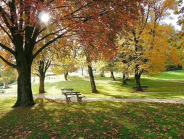 Oportunități 29 martie - Primăria Reghin solicită oferte pentru reabilitarea Parcului Central