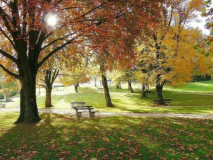 Oportunități 29 martie - Primăria Reghin solicită oferte pentru reabilitarea Parcului Central