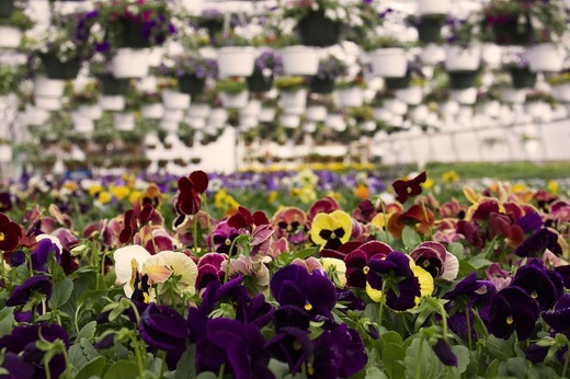Oportunități 11 mai - Serviciul Public de Ecologizare Mediaș solicită oferte pentru cumpărarea de material floricol