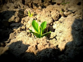 Oportunități 28 iulie - ROMSILVA organizează licitație pentru furnizarea de produse agrochimice