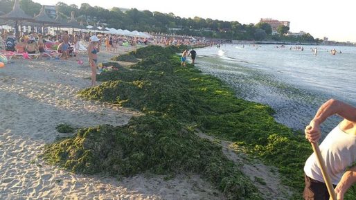 VIDEO&FOTO 11.000 de tone de alge au fost adunate de Apele Române de la începutul sezonului estival