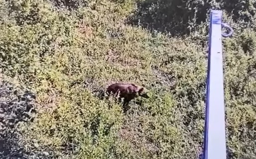 VIDEO Un urs a ajuns la aproximativ 30 de kilometri de București. Recomandările autorităților