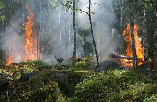 Cipru și Bulgaria, statele din Europa cu cele mai mari probleme din cauza incendiilor forestiere în acest an