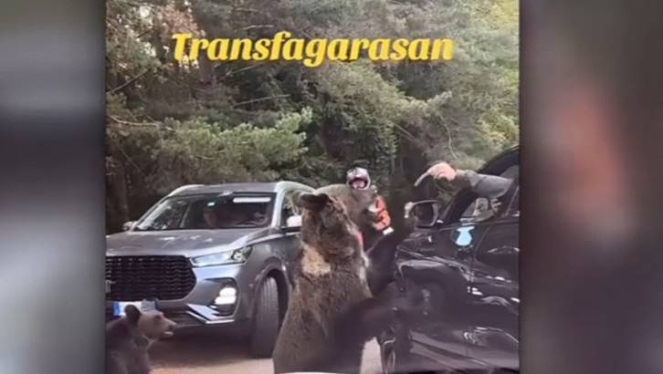 VIDEO Turist atacat de urs pe Transfăgărășan