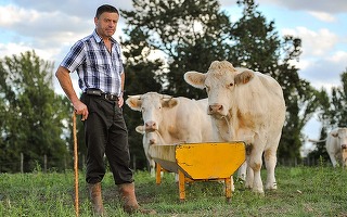 Românii devin antreprenori mai mult de nevoie. 38% din cei care lucrează pe cont propriu o fac pentru că nu au găsit loc de muncă la angajator, cel mai mare procent din UE