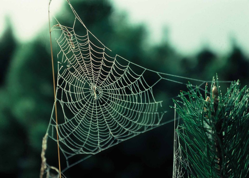 Păianjeni pentru vedere, 10 lucruri fascinante despre Spiders