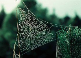 Un startup american care produce pânză de păianjen artificală a atras noi bani, de peste 100 milioane dolari. În total, compania a primit mai mult de 200 milioane dolari