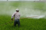 Peste 8.000 de procese legate de erbicidele Monsanto au fost intentate în SUA. O instanță a obligat recent compania să plătească daune substanțiale unui grădinar