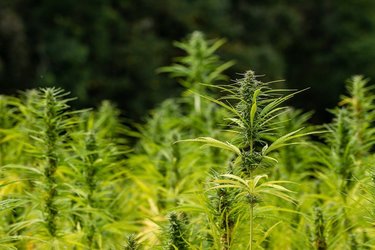 Producătorul canadian de ulei de cannabis Stillcanna pregătește angajări la fabrica din România
