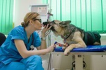 Undă verde: PartnerVet, sprijinit de D Craig Holding și de Vetimex Capital, preia mai multe companii active în domeniul veterinar