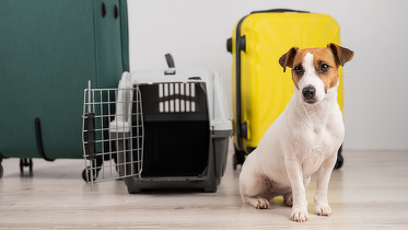Cu animalul de companie în avion. Cine te lasă să urci la bord, ele mai pet-friendly companii aeriene din Europa. Ryanair și Wizz Air nu permit animale de companie în cabină. Regulile TAROM