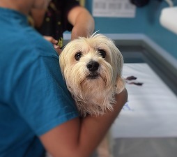 Bruxelles-ul impune condiții pentru vânzarea diviziei de produse veterinare a Bayer către Elanco. Tranzacția creează al doilea mare jucător de pe piața de profil