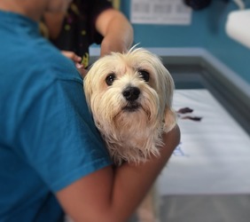 Bruxelles-ul impune condiții pentru vânzarea diviziei de produse veterinare a Bayer către Elanco. Tranzacția creează al doilea mare jucător de pe piața de profil