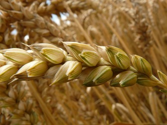 Afacerile Cerealcom Dolj au urcat cu 23% anul trecut, dar profitul s-a redus de aproape patru ori