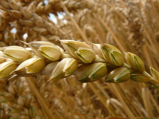 Afacerile Cerealcom Dolj au urcat cu 23% anul trecut, dar profitul s-a redus de aproape patru ori