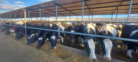 Probleme pe piața laptelul: România cere la Comisia Europeană mobilizarea rezervei agricole pentru sprijinirea fermierilor din sector