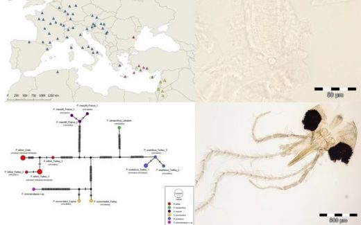 O specie nouă de insectă, denumită oficial în onoarea Simonei Halep