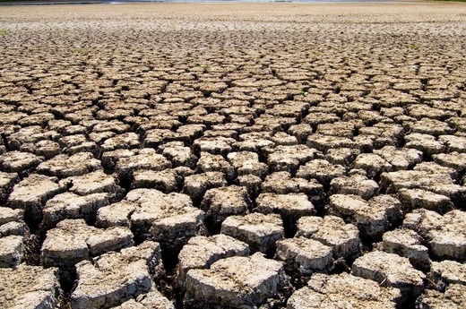 Letonia a decretat stare de calamitate agricolă din cauza secetei, cea mai gravă din ultimii 10 ani