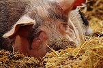 China interzice importul de porci din Bulgaria din cauza pestei porcine