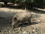 SUA interzic importul de porci din Polonia din cauza pestei porcine