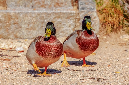 Bulgaria a descoperit două focare de gripă aviară la două ferme de rațe