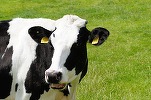 Austria înăsprește regulile pentru turiști după ce o excursionistă a fost ucisă de vaci