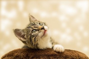 Coronavirus: Rusia a înregistrat primul vaccin anti-COVID-19 din lume pentru animale