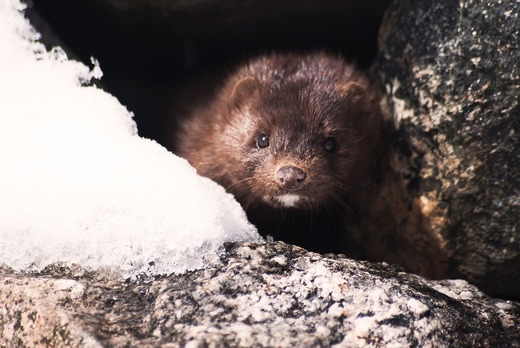Estonia va interzice fermele de animale crescute pentru blănuri până în 2025
