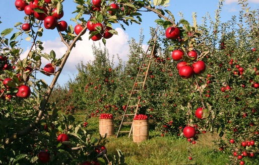 Rusia reia importul de fructe din Republica Moldova și din alte patru state, anulând restricțiile impuse anterior