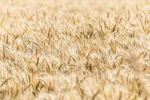 Rusia își consolidează securitatea alimentară și interzice exportul de zahăr și cereale în anumite țări