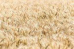 Rusia își consolidează securitatea alimentară și interzice exportul de zahăr și cereale în anumite țări