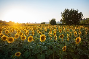 Războiul din Ucraina ar putea amâna planurile UE vizând agricultura durabilă