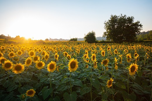 Războiul din Ucraina ar putea amâna planurile UE vizând agricultura durabilă