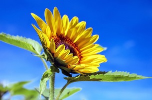 Invazia rusească ar putea diminua cu 42% recolta de floarea soarelui a Ucrainei