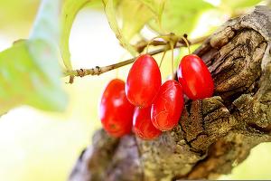 Cel mai mare producător de fructe de corn din Ucraina vrea să intre pe piața din România