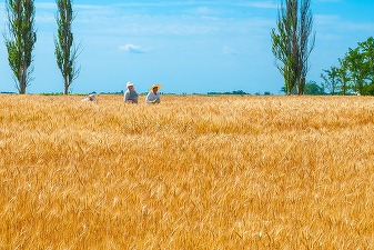 Ucraina afirmă că a pierdut un sfert din terenurile sale cultivabile din cauza invaziei ruse 