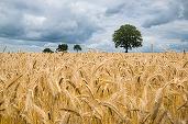Republica Moldova ridică interdicția de export pentru grâu și făină