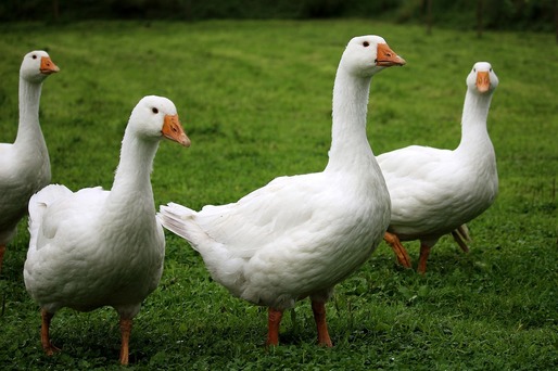 Noi focare de gripă aviară detectate în Ungaria