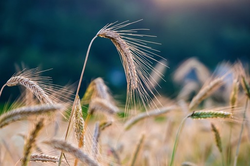 Ungaria nu primește nici un euro de la UE pentru fermierii presupus afectați de importul de cereale din Ucraina. România va primi 10 milioane de euro