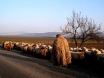 Bulgaria a inaugurat prima Academie pentru ciobani